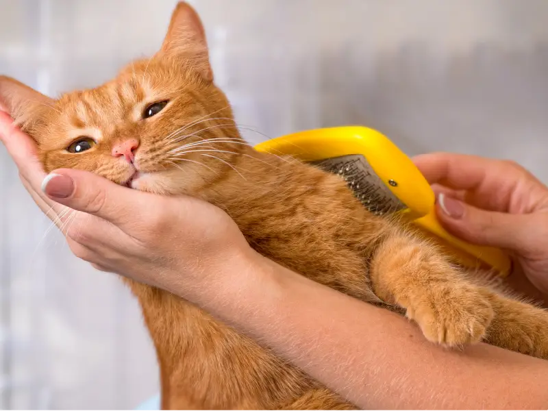 Pet Grooming Andmore Care